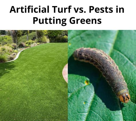 How To Deal With Insects On Artificial Grass