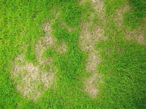 How To Deal With Persistent Leaves On Artificial Grass