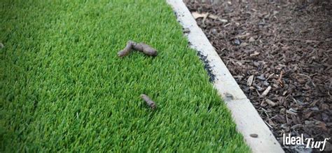 How To Remove Pet Waste From Artificial Grass