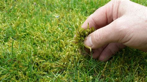 Preventing Moss And Algae On Artificial Grass